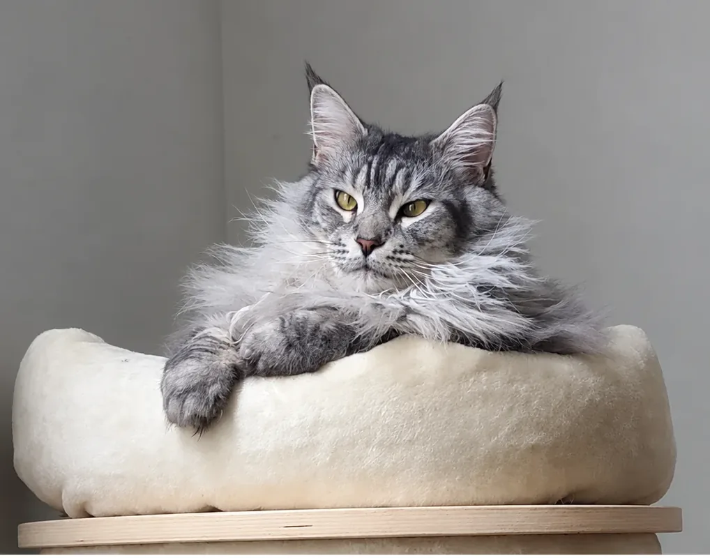 A silver tabby Maine Coon resting on a cat-tree perch.