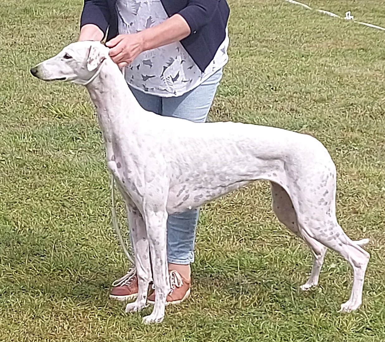 A white speckled greyhound standing beside a handler in a grassy field.