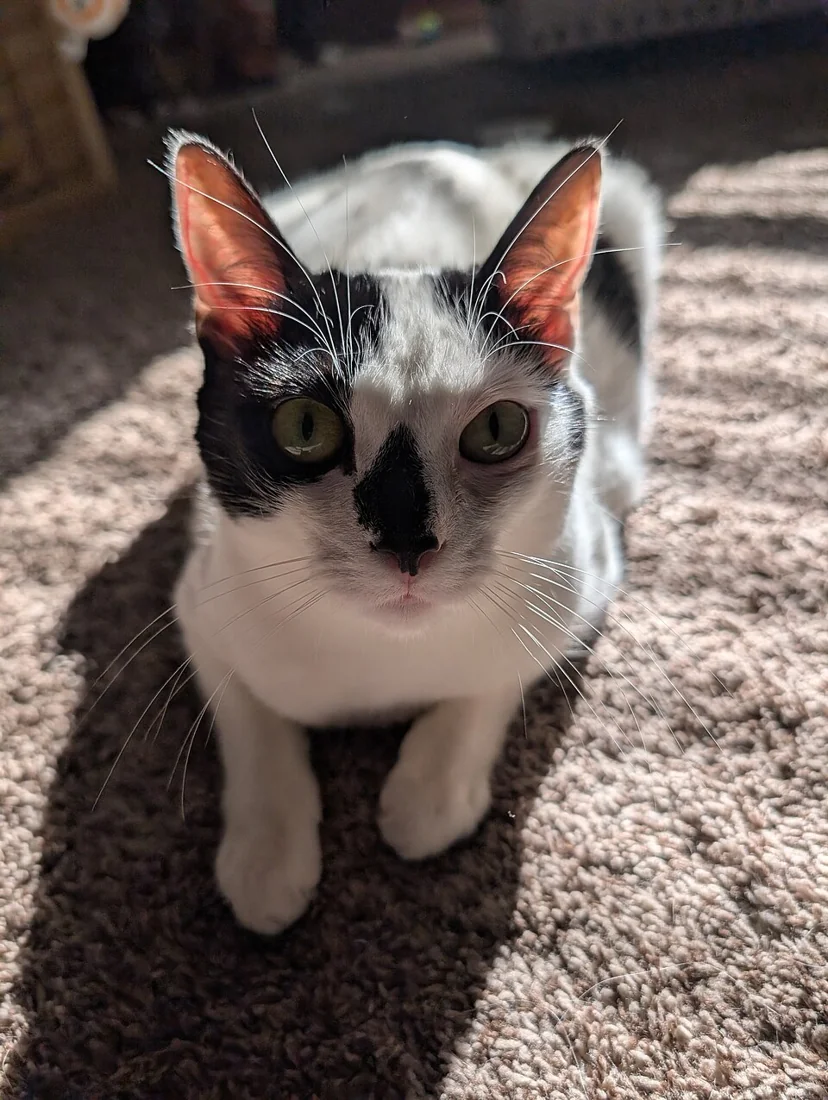 A black and white cat facing the camera from an indoor carpet.