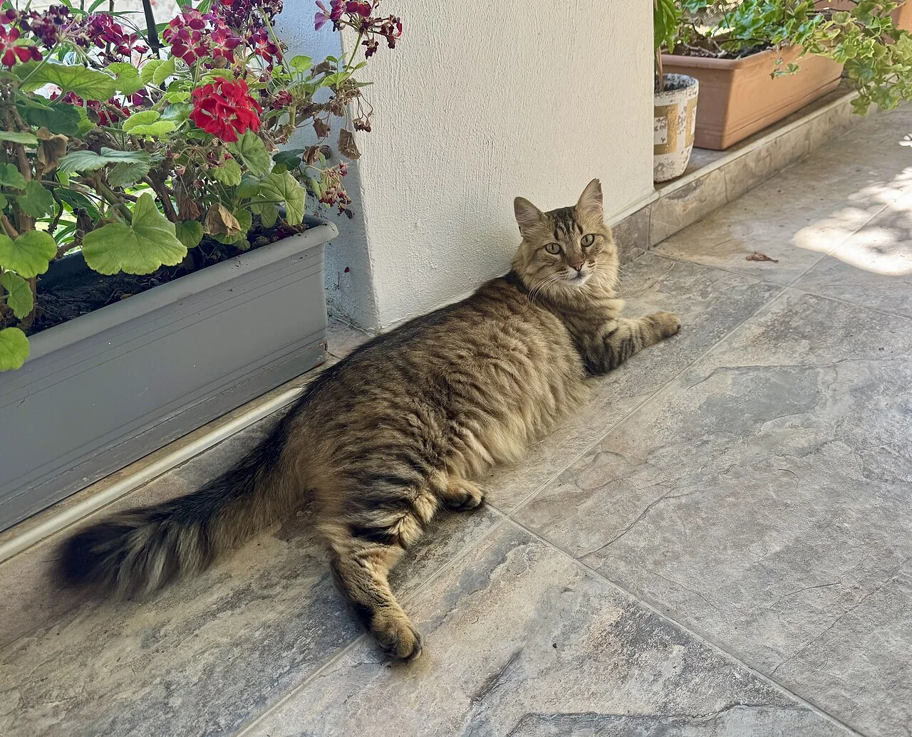 A tabby cat reclining beside flower containers on a paved terrace.