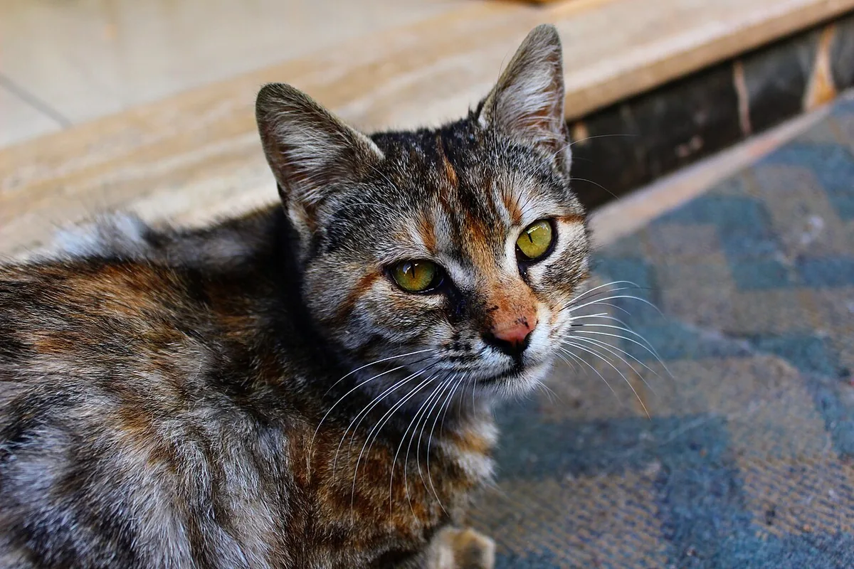 Tabby cat with green eyes, Turkey