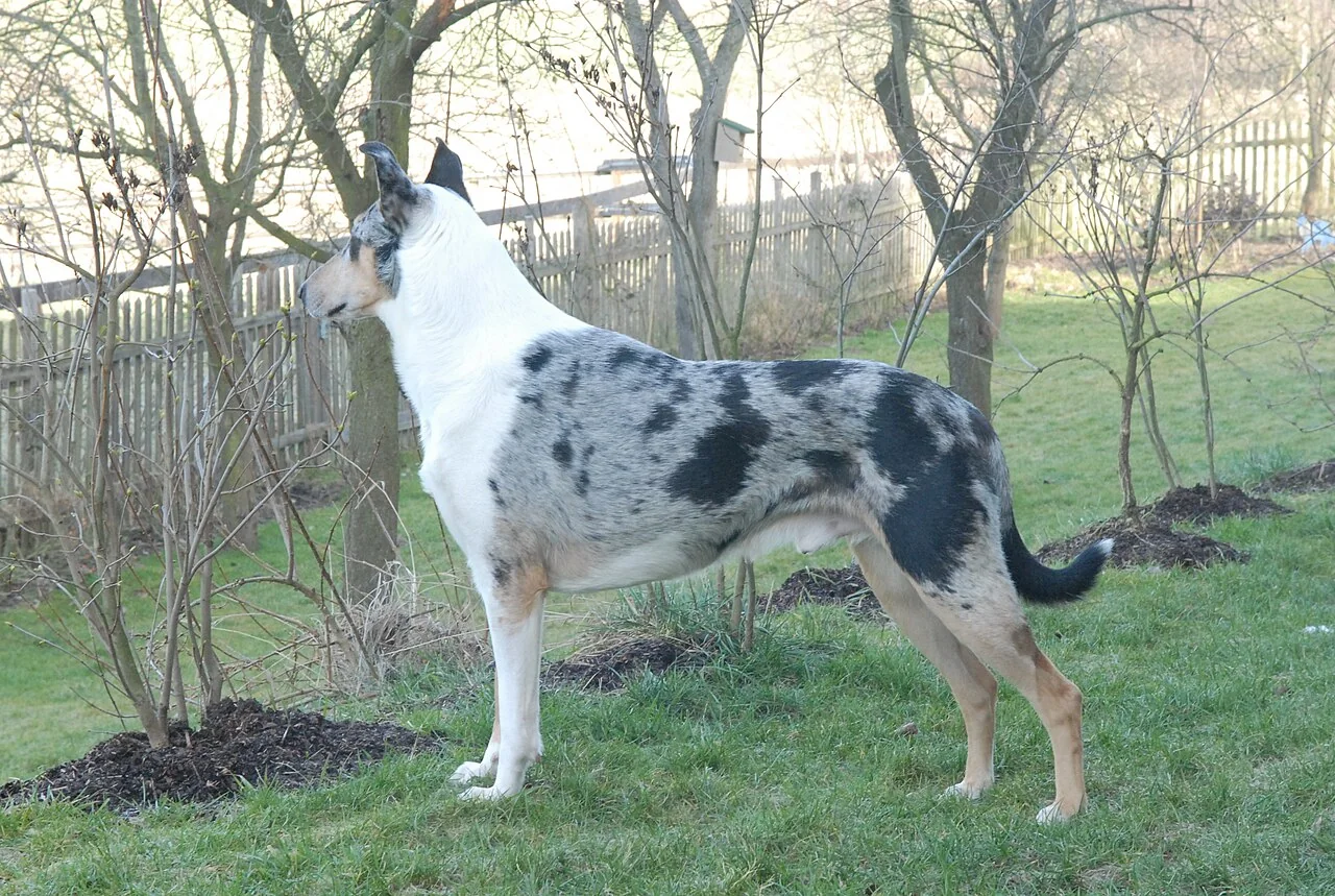 A white and gray merle Great Dane standing on grass.