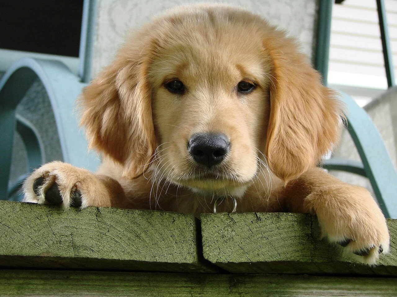 A golden retriever puppy resting its paws on a wooden ledge.