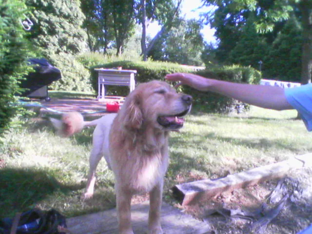 Ten year old Golden Retriever with a lion cut in West Chester, Pennsylvania RIP "Fred" (4/19/08)
