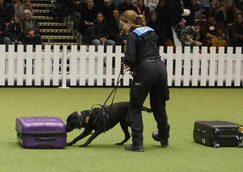 Person guiding a dog beside containers in an indoor demonstration area.