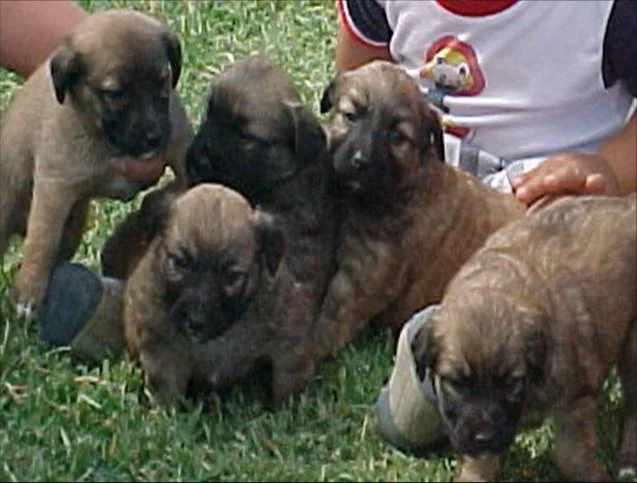 Several brindle puppies resting together on grass.