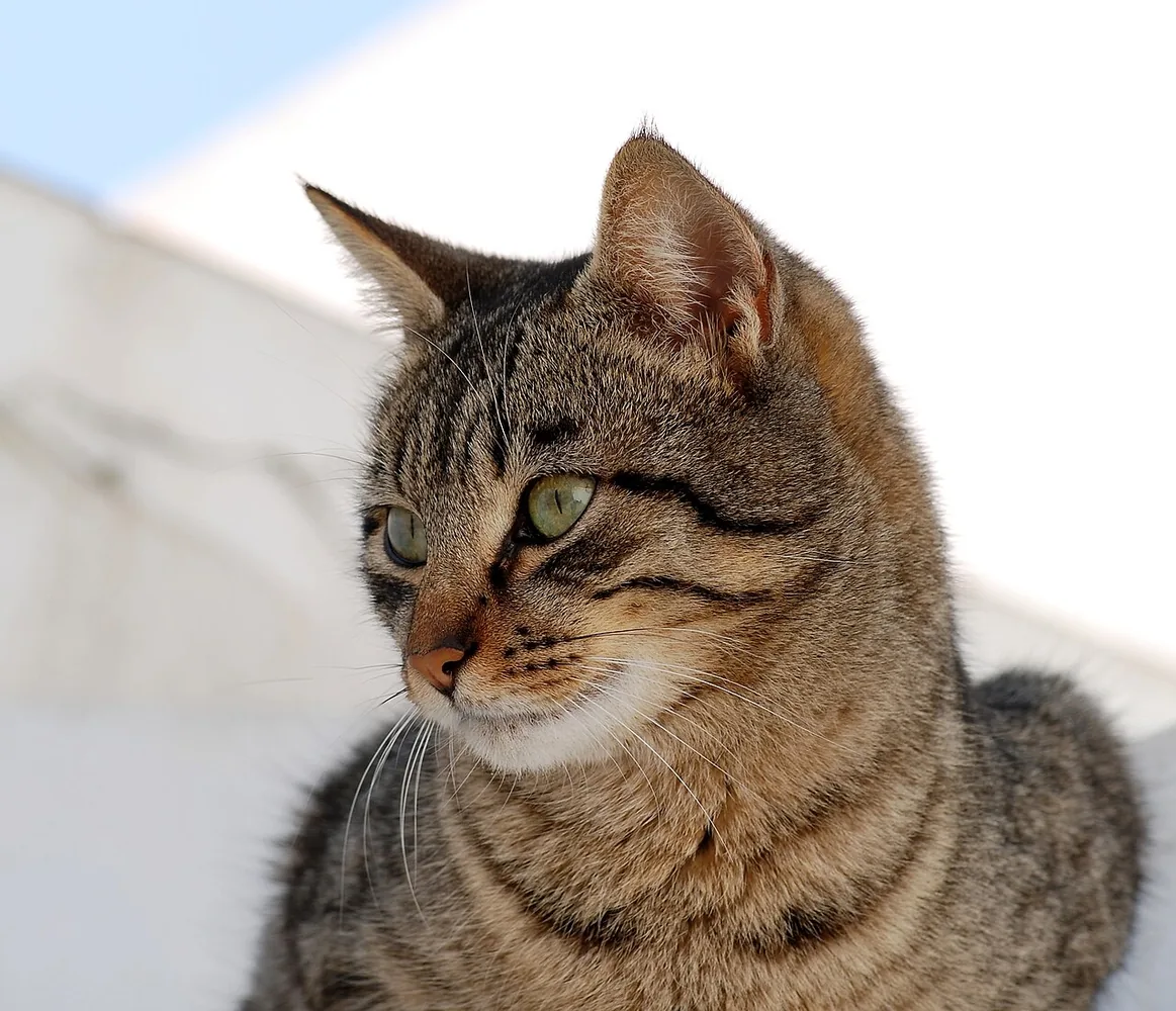 Tabby cat sitting indoors in profile.