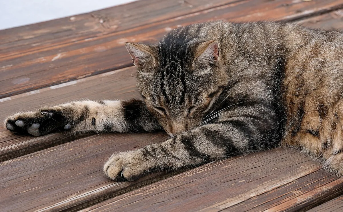 Domestic cat sleeping
