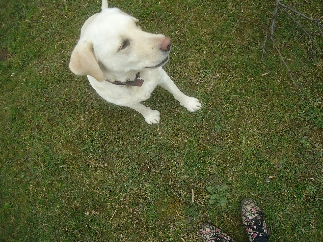 A white Labrador sitting on grass.