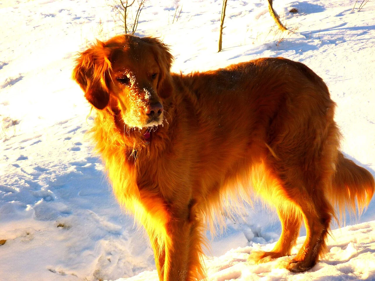 A golden retriever standing on snow in warm sunlight.