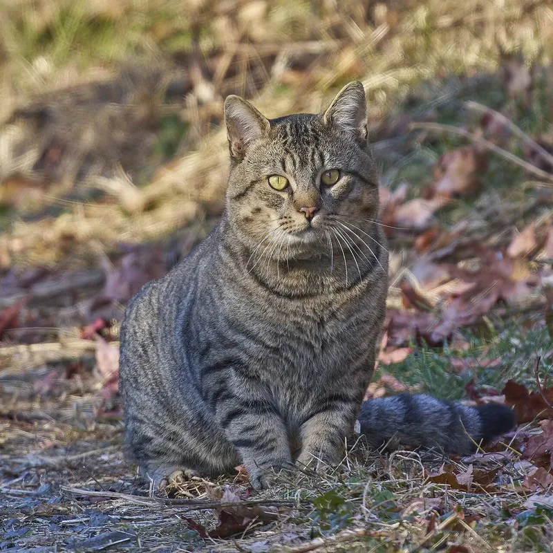 Outdoor House-cat, Rivermead Pointe North, East Hartford, CT USA