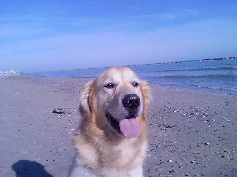 Golden retriever facing the camera on a beach beside blue water.