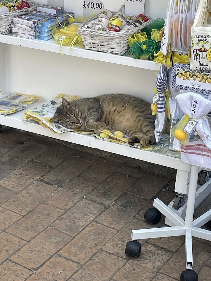 A tabby cat sleeping on a shop shelf beneath displayed goods.