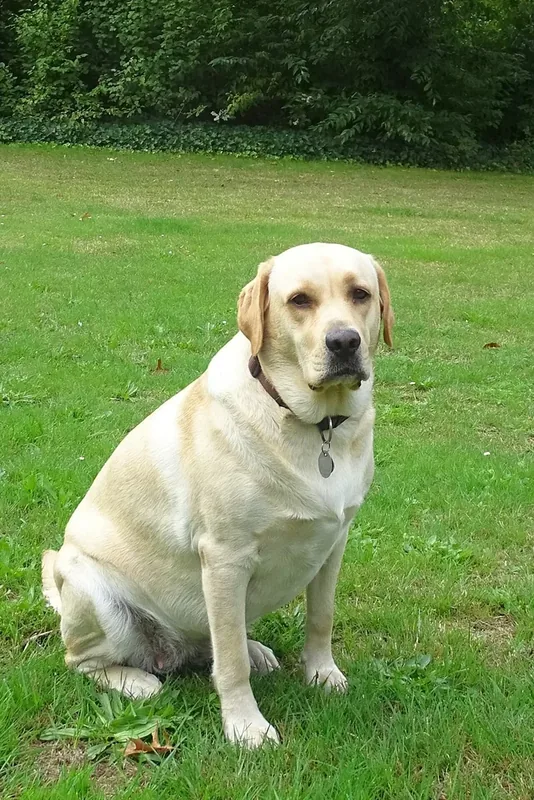 Two-year old labrador retriever bitch