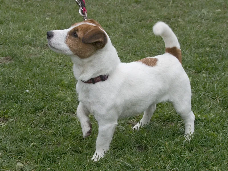 A smooth coated white-brown Jack Russell Terrier.