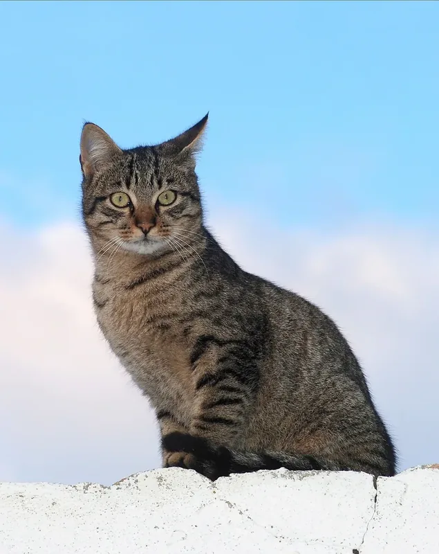 A male tabby cat
