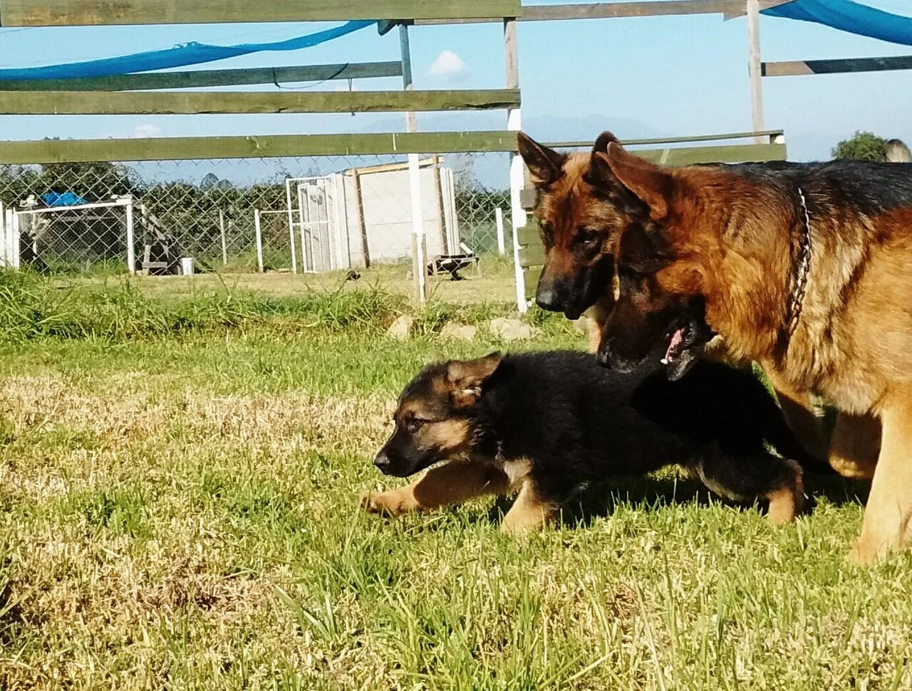 Two German shepherds playing together in an open grassy area.