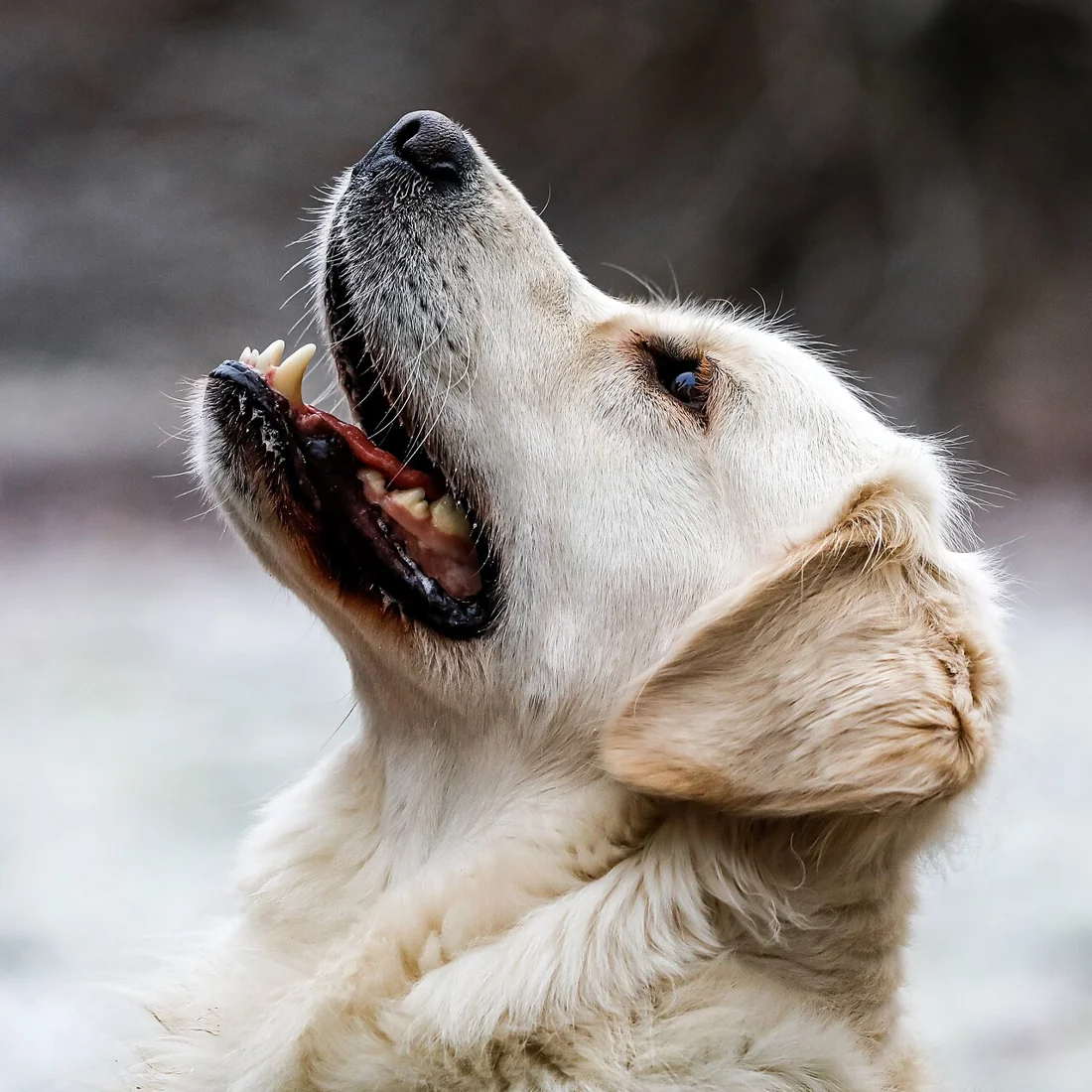 A golden retriever looking upward outdoors.