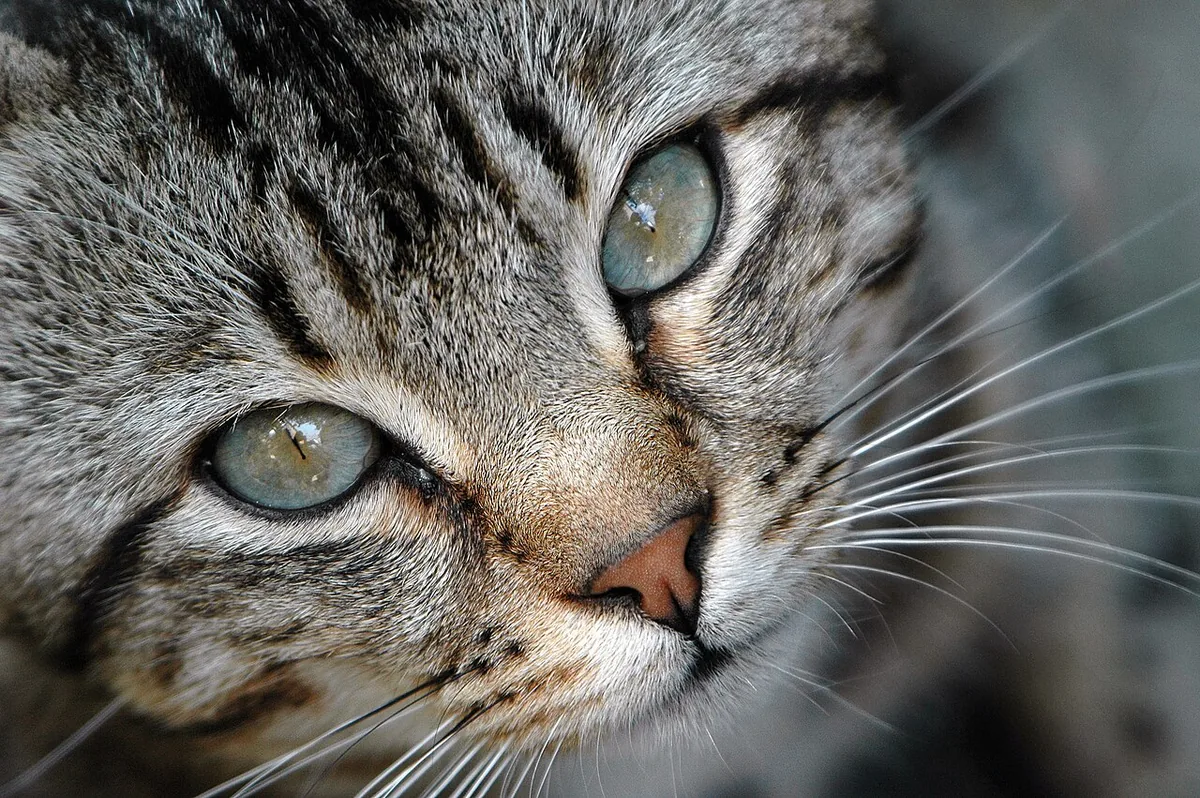 Close view of a tabby cat’s eyes, nose, and whiskers.