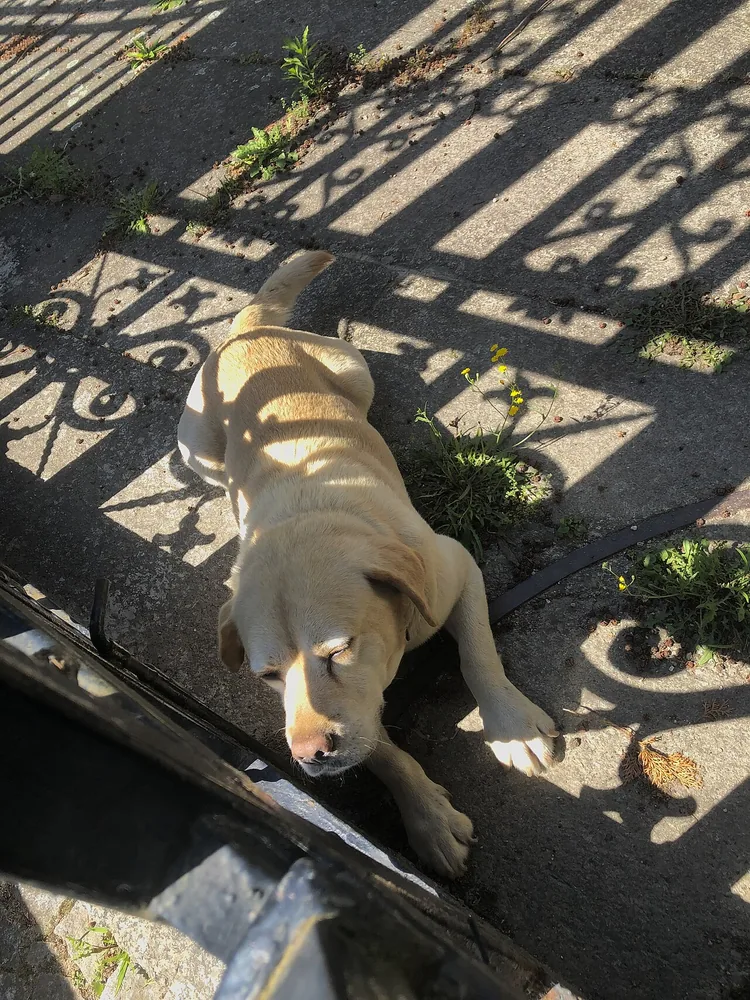 Yellow dog walking beside a shaded railing.