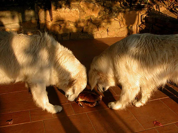 Lulla et Babou du Mas de l'Orb intriguées par un crabe