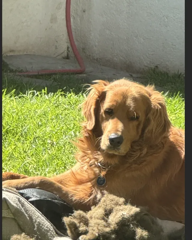Un perro golden esta recostado en su cama descansando