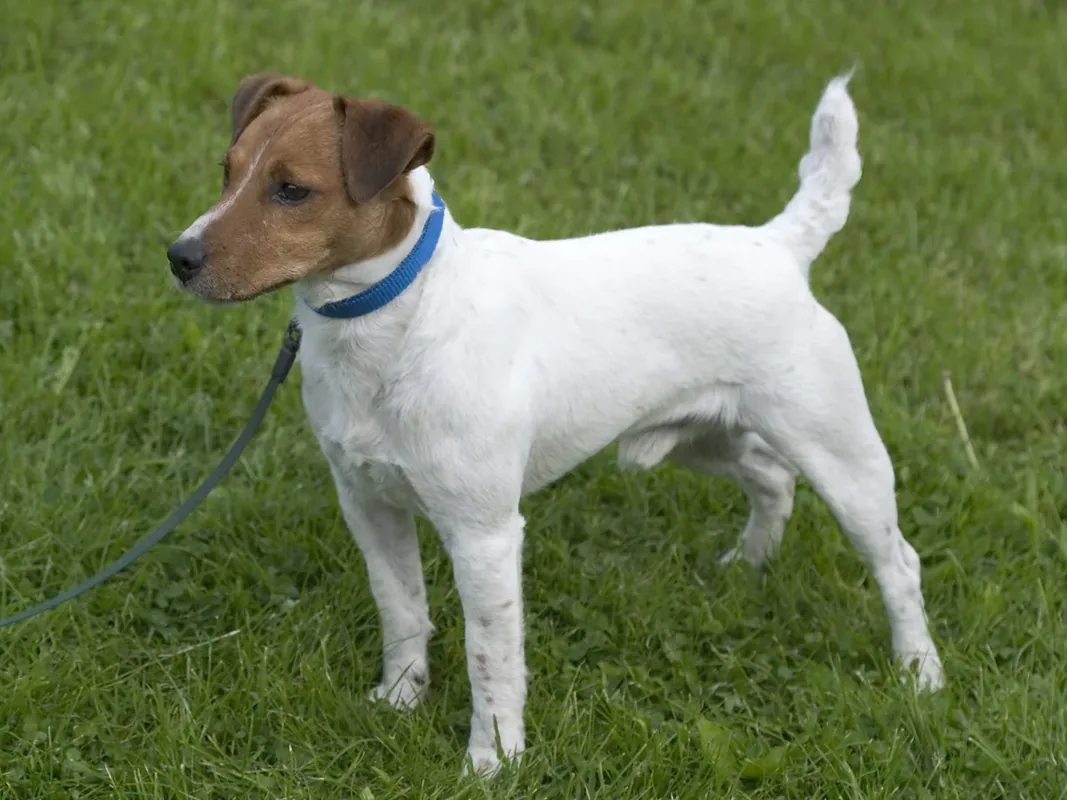 This dog is a smooth-coated, white-tan Parson Russell Terrier.