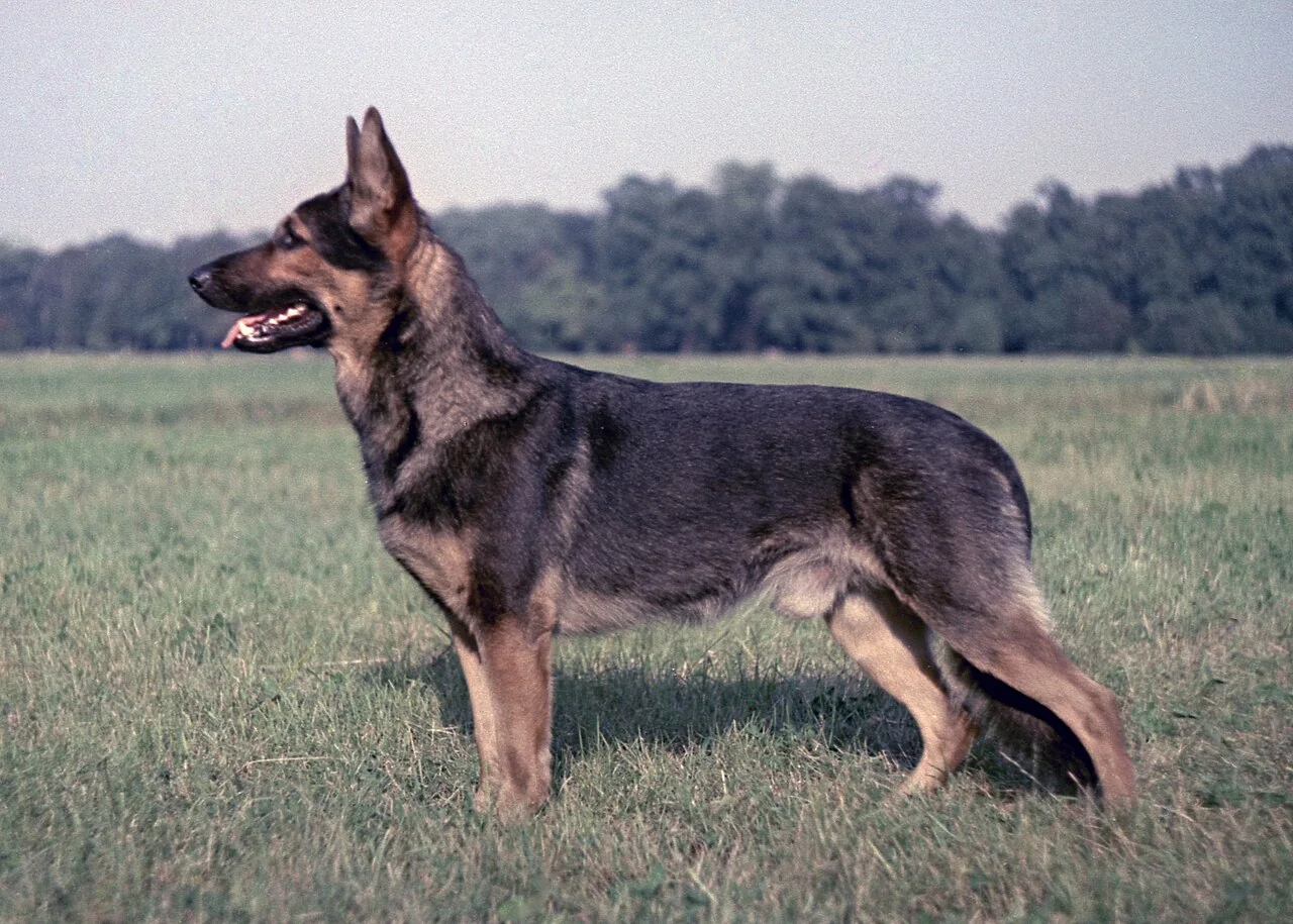 A German shepherd standing in a green field.