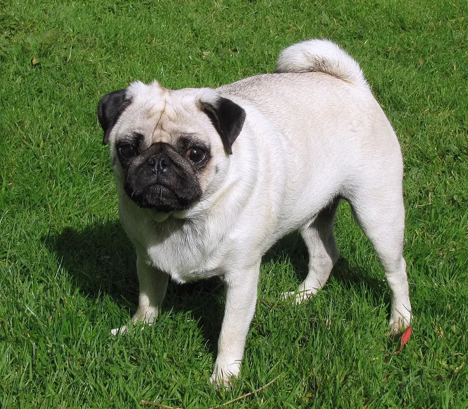 2.5-year-old male fawn pug