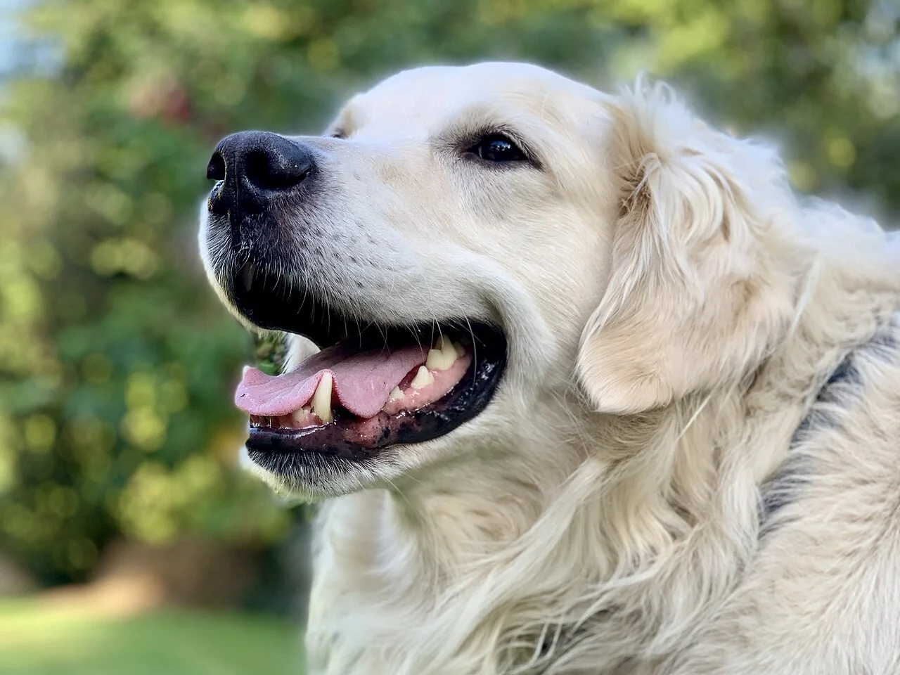 A golden retriever shown in close-up with its mouth open.