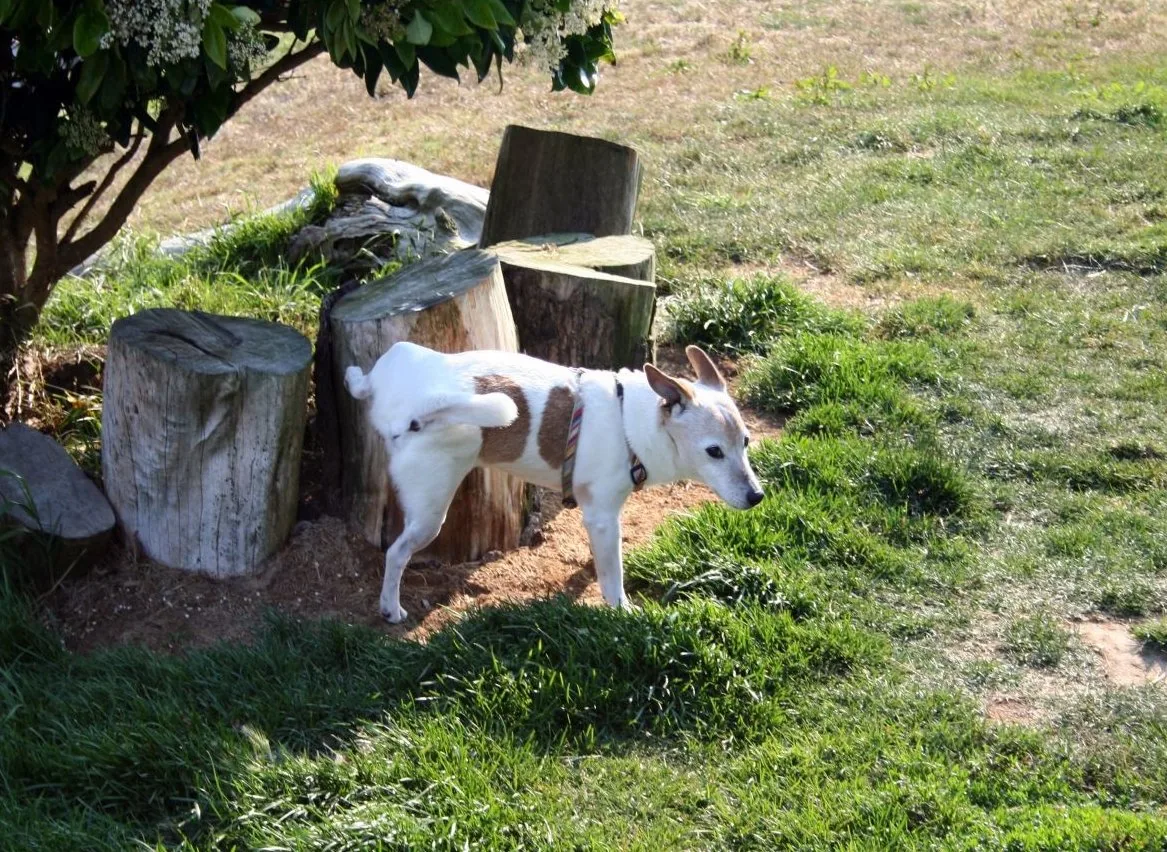 White-and-brown dog standing in grass beside wooden garden structures.