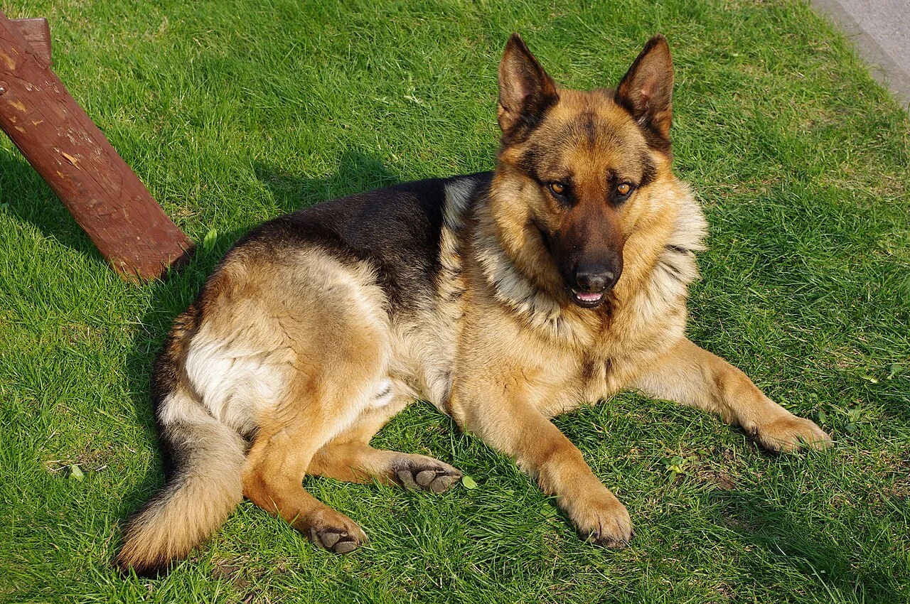 A German shepherd resting on grass near a wooden bench.