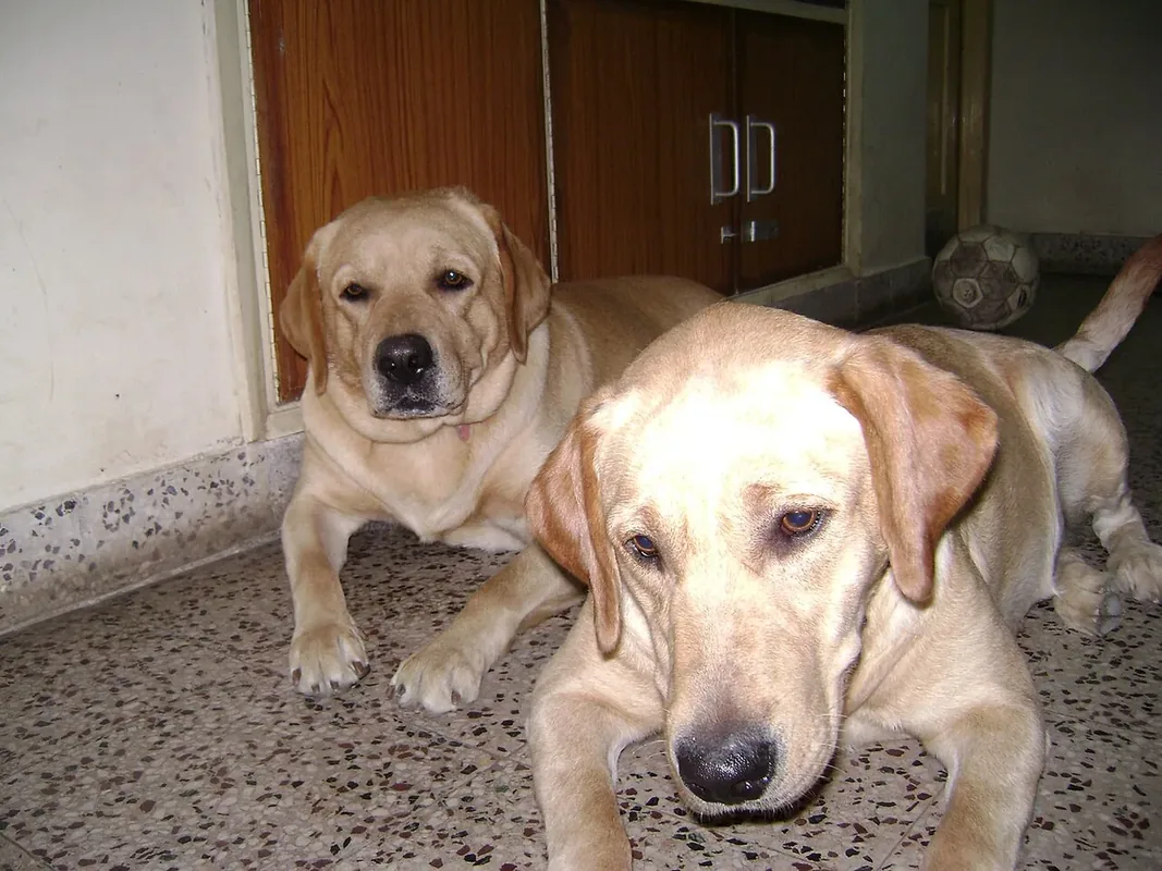 Two dogs resting.jpg