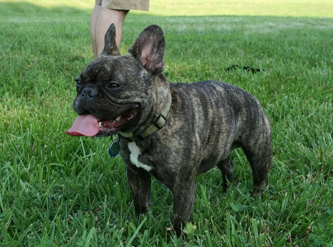 A brindle French bulldog standing on grass.