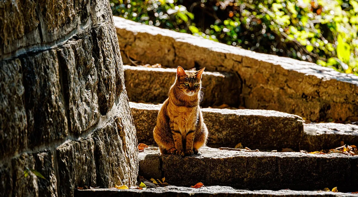 Orange tabby cat sitting on shaded stone steps.