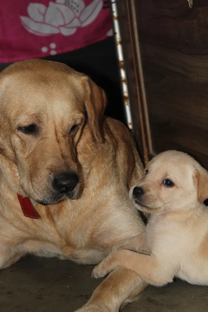 Adult yellow dog lying beside a small pale puppy indoors.