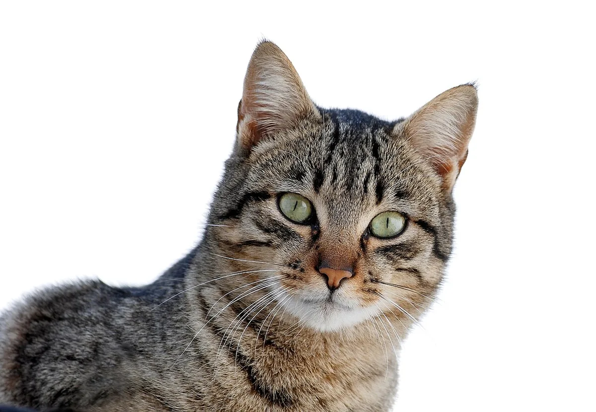 Close view of a tabby cat against a white background.