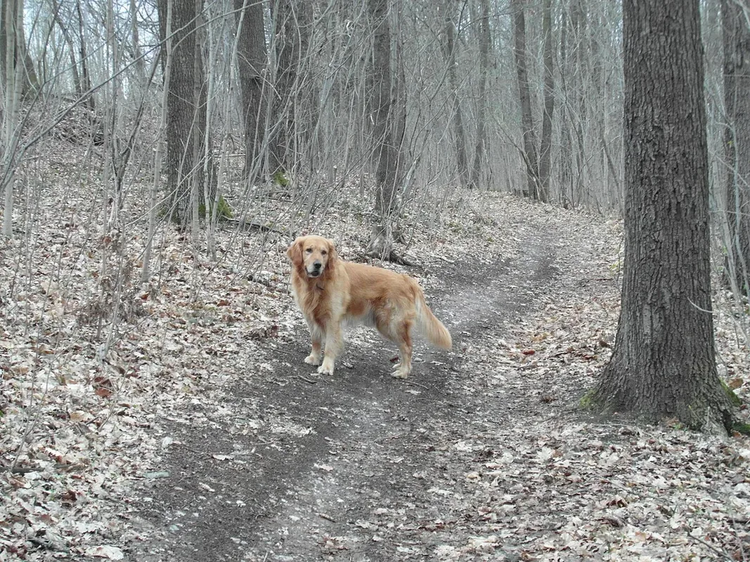 A seven-year-old Golden Retriever.