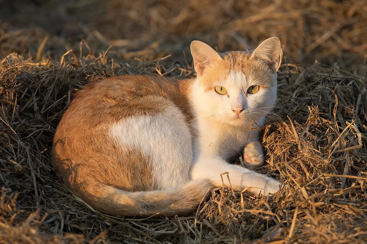 Bicolor (red and white) Felis silvestris catus (domestic cat), with a scratch near the left eye, lying in the sun on rice straw, in Laos