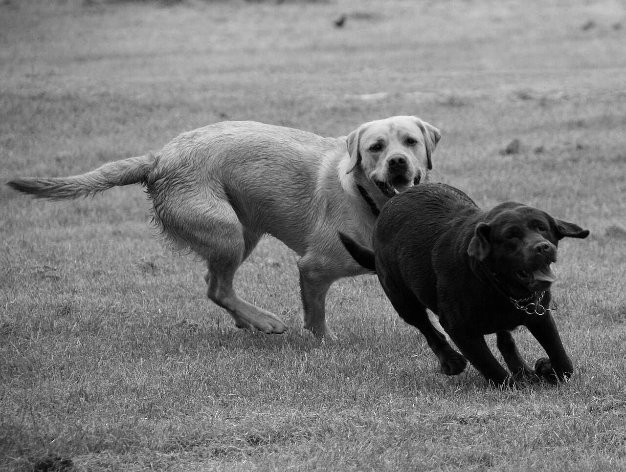 A yellow Labrador and a black dog playing on grass in a monochrome photograph.