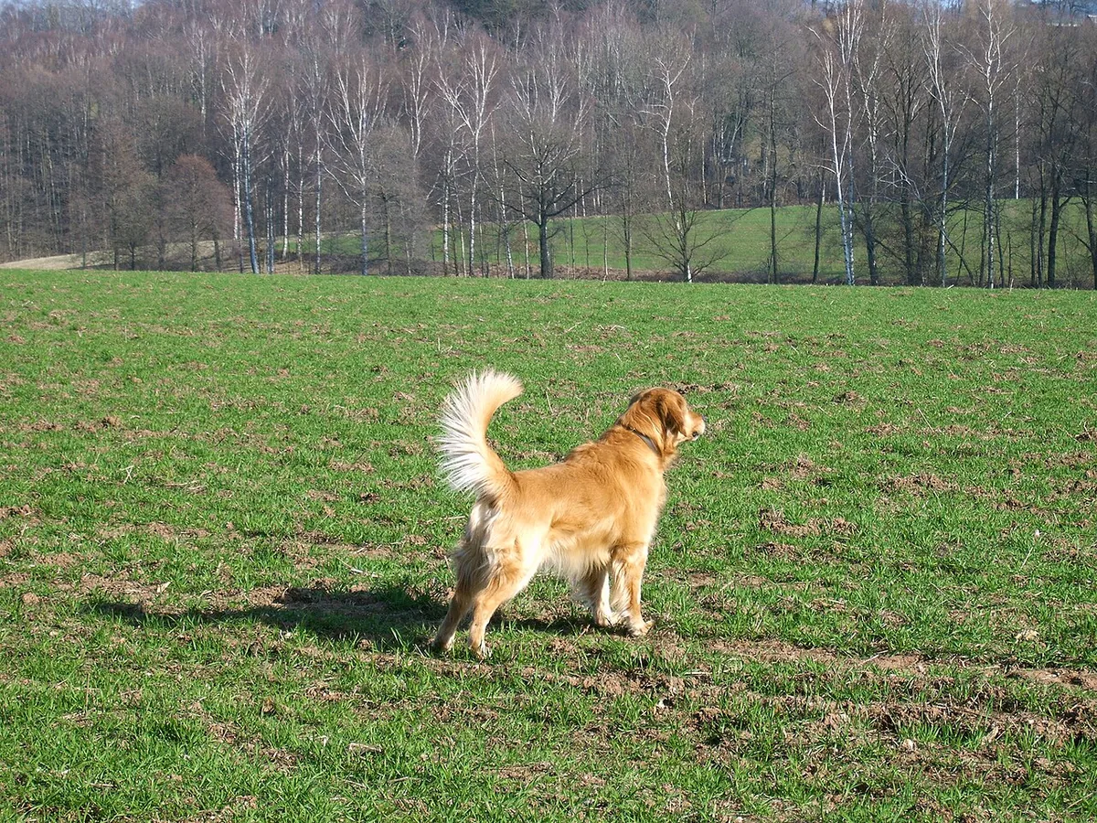 Golden retriever standing in a grassy field near leafless trees.