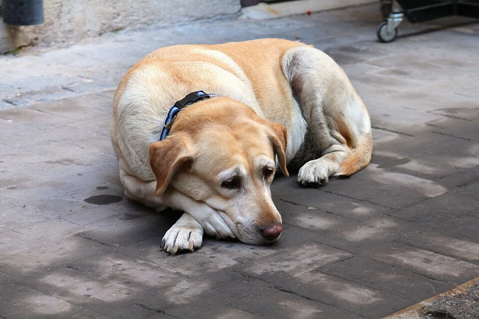 An older yellow Labrador resting on a stone-paved surface.