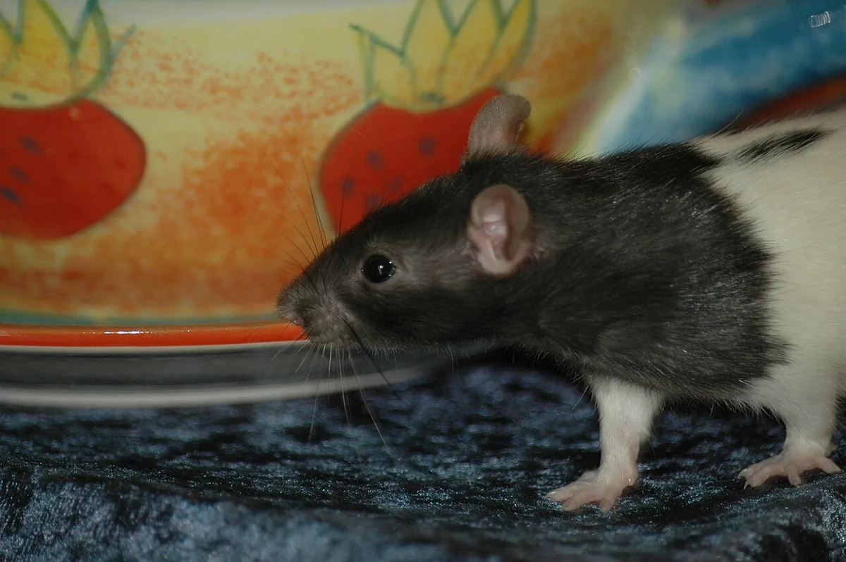 Black-and-white pet rat standing on a patterned surface.
