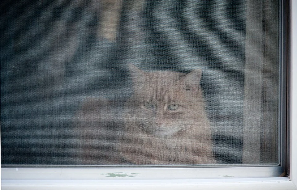A ginger cat seen through an indoor window screen.