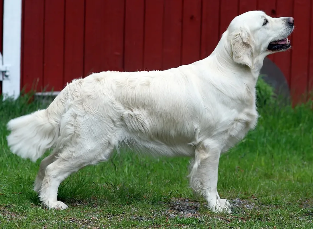Standing Golden Retriever dog