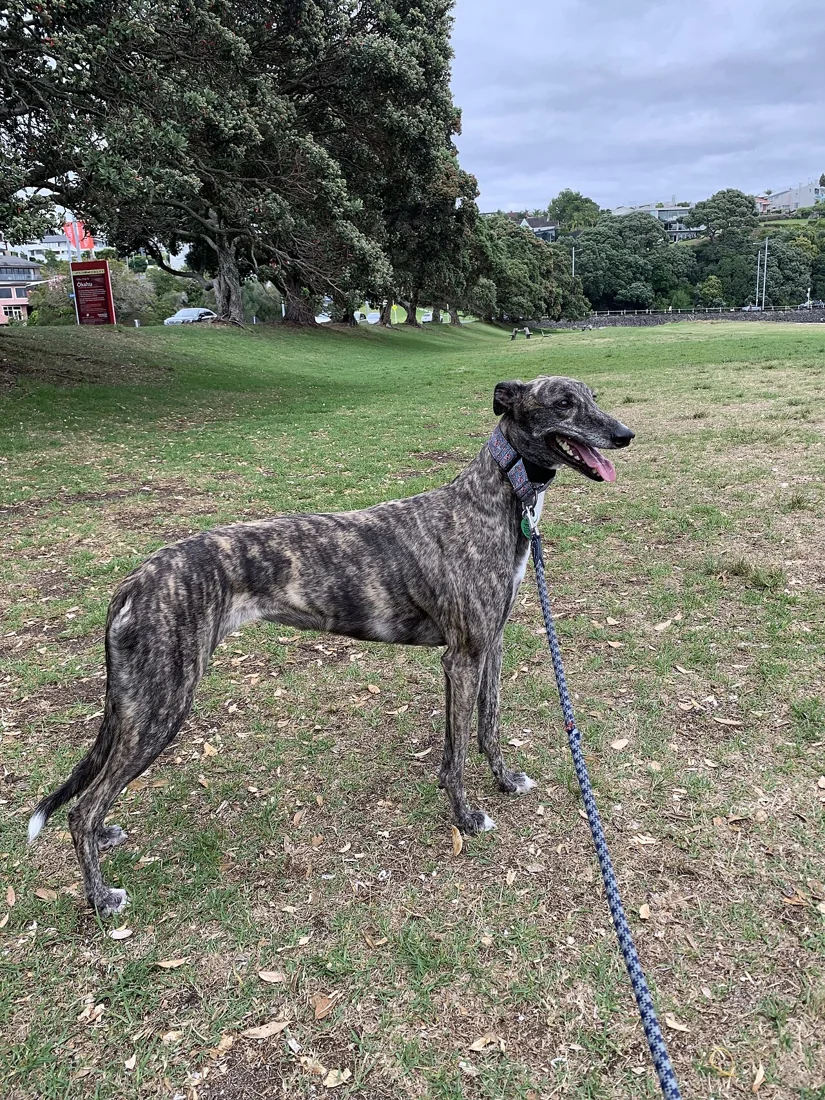 A brindle greyhound wearing a leash and standing in a field.