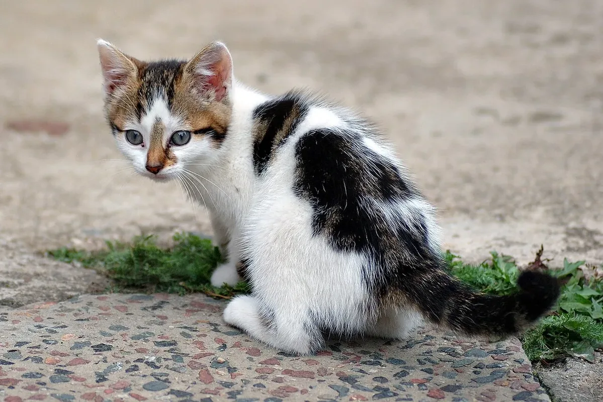 A six-week old kitten.