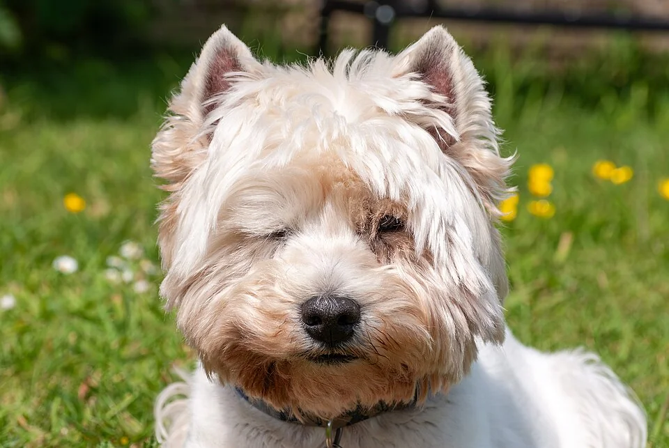 A white West Highland terrier facing the camera in a grassy garden.