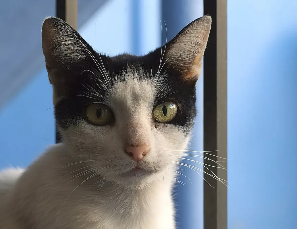 Black and white stray cat portrait, Mexico city