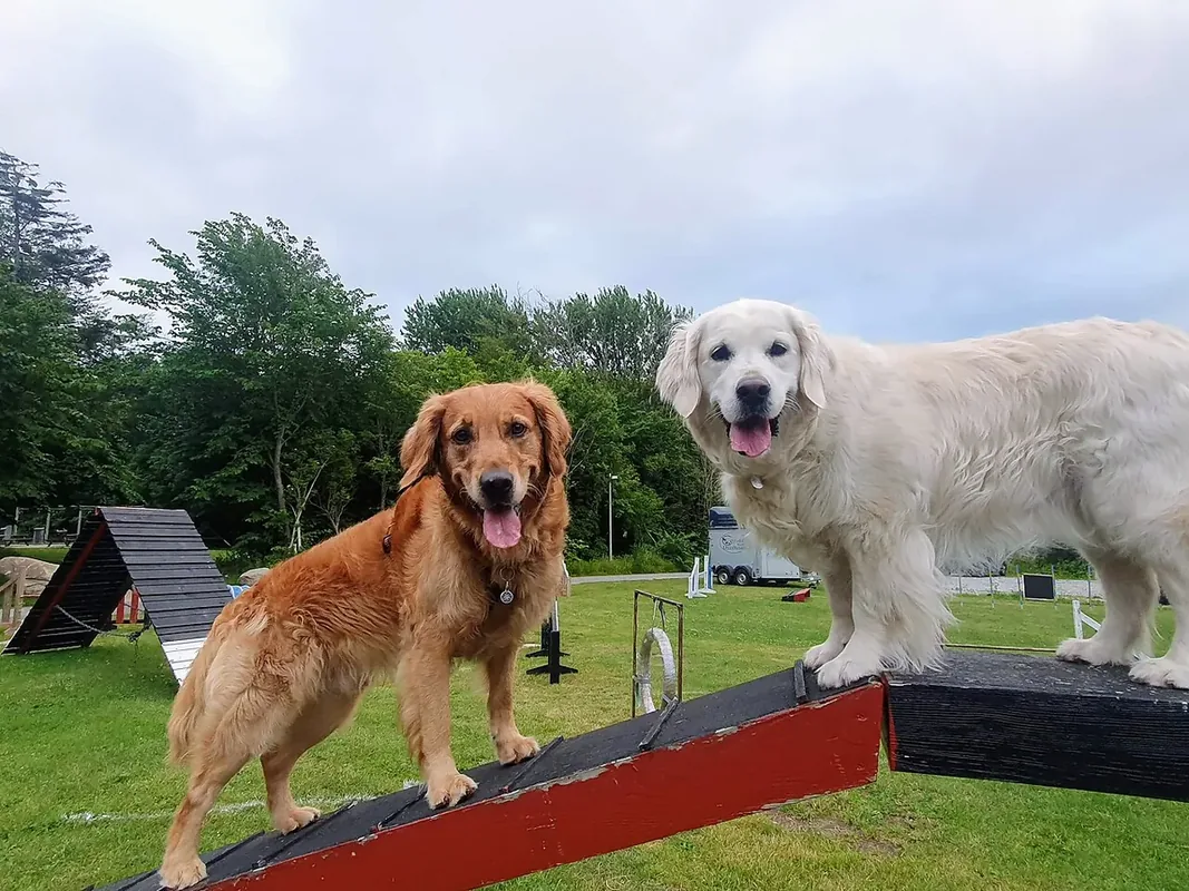 To golden retrievere i forskellig farver. En jagtlinje-golden og en udstillings-linje golden.